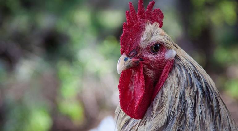 La médiation de quartier racontée par une citoyenne de Saint-Colomban – Des conseils pour la vie !